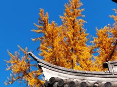 -龙华素斋(龙华路店)