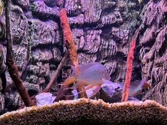 -上海海洋水族馆