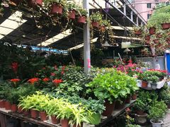 -曲阳花鸟市场(曲阳路店)