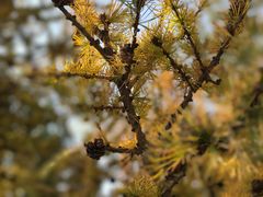 -塞罕坝国家级自然保护区