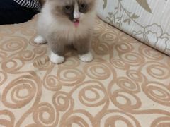 -喵zoo家庭繁育猫舍(尖东智能花园店)