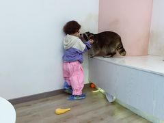 -浣熊柯尔鸭土拨鼠·电玩咖