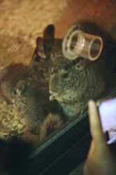 -酷嗒动物文化乐园(cutezoo西溪乐天城店)