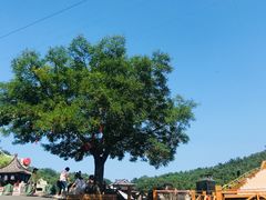 -威海华夏城景区