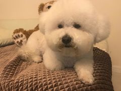 -Pets First伊珊娜洗护·精致美容·家庭式寄养(新会路店)