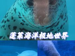 -蓬莱欧乐堡海洋极地世界