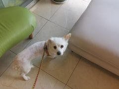 -瑞派申生动物医院·24H夜诊·国际动物医疗中心·骨外科(吴中路店)