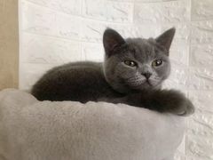 -平行世界·猫咖(首经贸店)