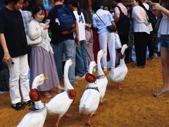 -灵玲国际马戏城