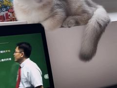 -70cat德文卷毛猫·缅因猫纯种猫舍
