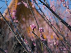 -雨花胜境