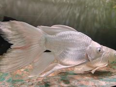 -青石桥花鸟鱼虫市场(叠翠城店)