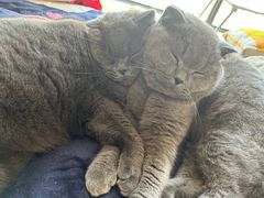 -爱牧宠物医院·猫专科·骨科·内窥镜(甪直店)