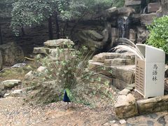 -燕塞湖鸟语林景区