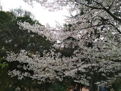-武汉大学-樱园