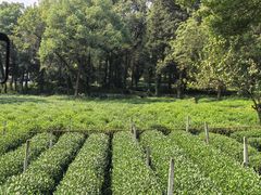 -野蔓果·山野菜(西湖景区·龙井茶田店)
