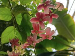 -北京呀路古热带植物园