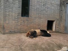 -都江堰中华大熊猫苑