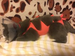 -伟伟宠物医院·CT影像中心·瑞派犬猫综合性门诊(汉口总院)