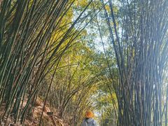 -铁山坪森林公园