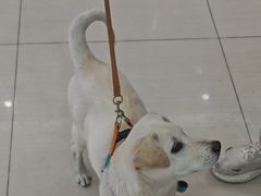 -全心全意连锁动物医院·微创中心·内科急重症·心脏专科(丰管路店)