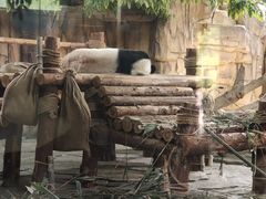 -泉州海丝野生动物世界