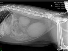 -美联众合动物医院·24h京西诊疗中心