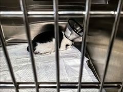-艾贝尔宠物医院·24H转诊中心·肿瘤猫专科(江宁双龙店)