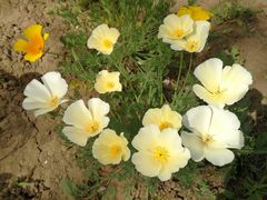 -北京植物园-展览温室