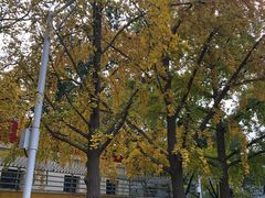 -三里屯东五街银杏大道