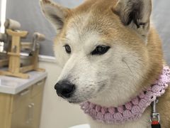 -美联众合动物医院·24h京西诊疗中心
