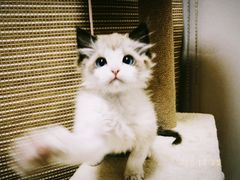 -纳吉亚猫专科动物医院博雅分院