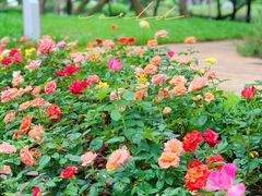 -人民公园(罗湖区)