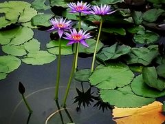 -国家植物园南园