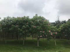 -白鹭湾湿地公园