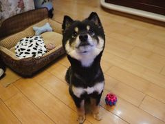-北京京卫宠物寄养训练中心