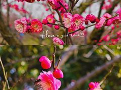 -花开海上生态园