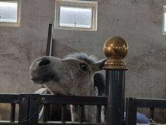 -北京群众马术培训基地