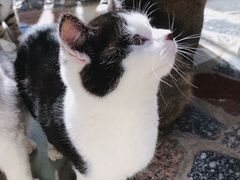 -喵屿·大理花园猫咖