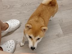 -柴迷FANS CLUB·柴犬狗咖·猫咖
