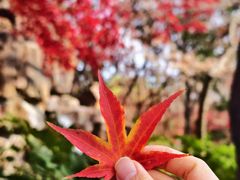 -秋霞圃