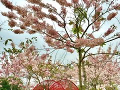 -白石龙音乐公园
