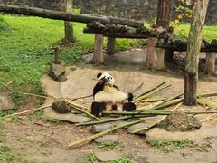 -都江堰中华大熊猫苑
