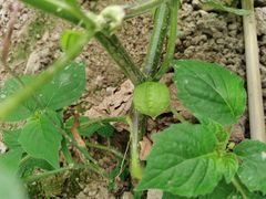 -马陆小张葡萄园农家乐