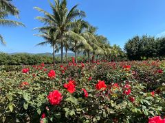 -亚龙湾国际玫瑰谷