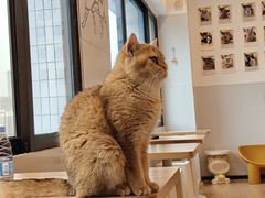 -有喵·猫咖·狗咖·30几只猫10只小狗(岗厦店)