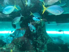 -悉尼海洋生物水族馆