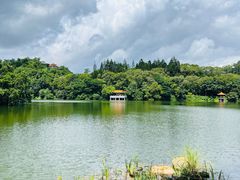 -深圳仙湖植物园