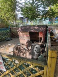 -萌宠亲子动物乐园(槐房万达店)