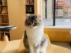 -瞄一喵猫咖(格力海岸店)